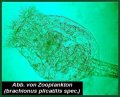 Phytoplankton und Zooplankton
